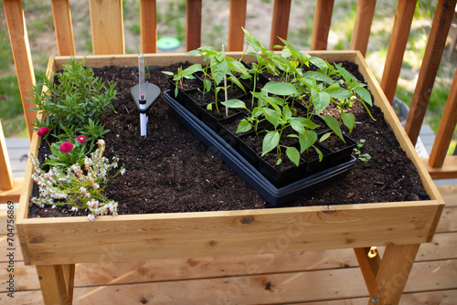 Fotografi An elevated, standing garden planter is ready to have young pepper plant starts planted in the Spring