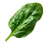 One spinach leaf isolated on transparent background