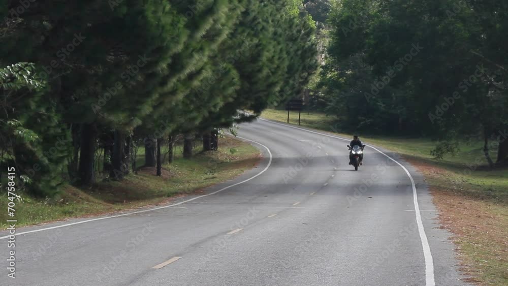 A motorcycle drives through a pine forest. A motorcycle drives through a pine forest.