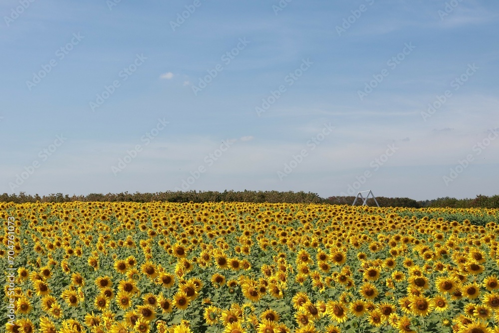 Fototapeta premium field of sunflowers