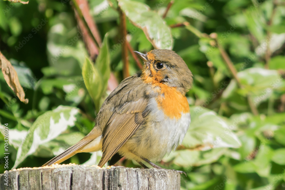 A small songbird, Robin (Robin), from the flycatcher family, sits on a wooden post. A small songbird, Robin (Robin), from the flycatcher family, sits on a wooden post.