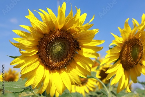 sunflower in the field