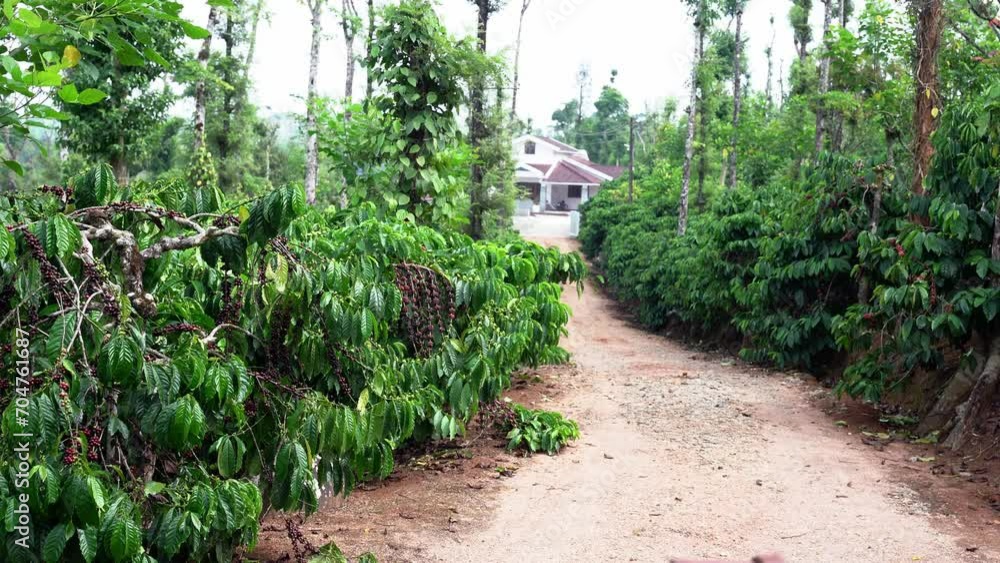 Coffee tree with fresh arabica coffee bean in coffee plantation on the mountain Coffee tree with fresh arabica coffee bean in coffee plantation on the mountain