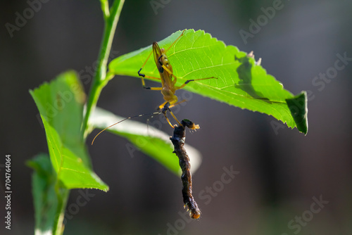 Insect in Nature photo
