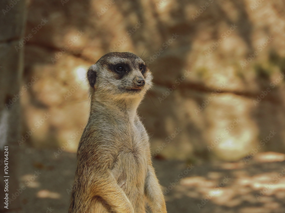 Beautiful meerkat guarding the flock Beautiful meerkat guarding the flock