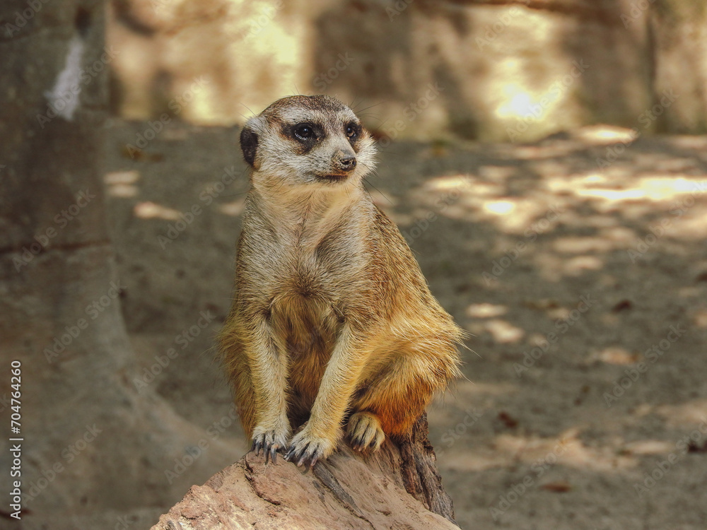 Meerkat living in a nature reserve Meerkat living in a nature reserve