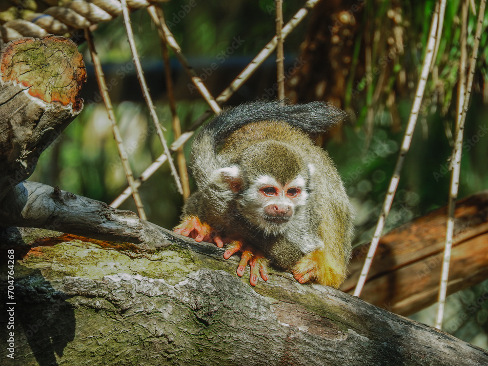 Obraz premium Little monkey on alert