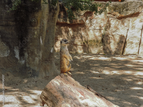 General shot of a meerkat observing in its enclosure. photo