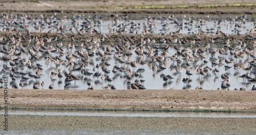 Seen at saltpans resting during a hot day while others fly away, Shorebirds, Thailand photo