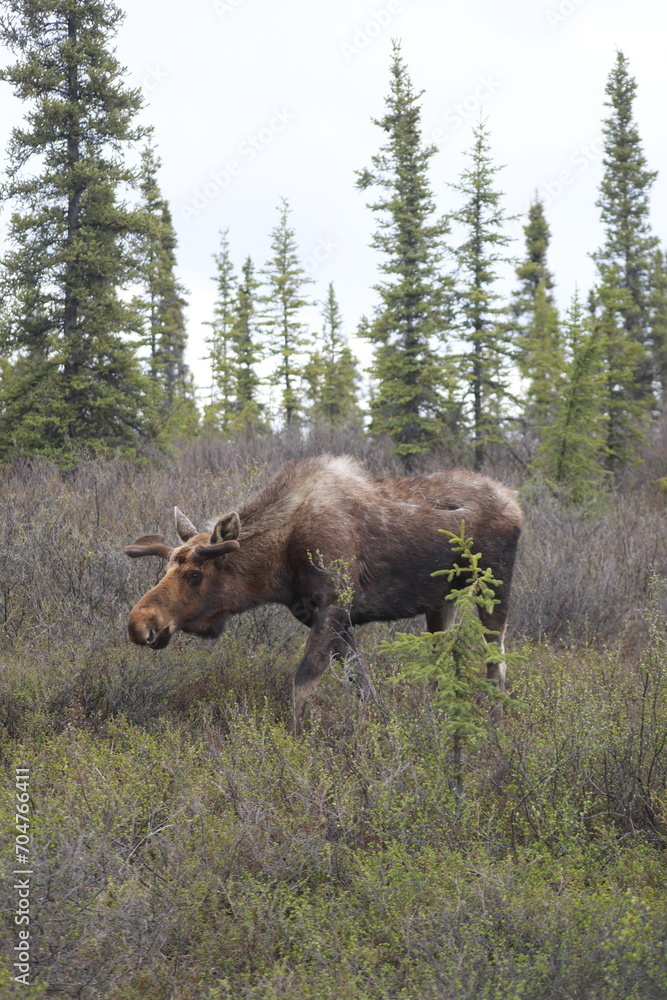 moose in the woods moose in the woods