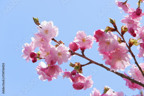 満開の八重桜のクローズアップ