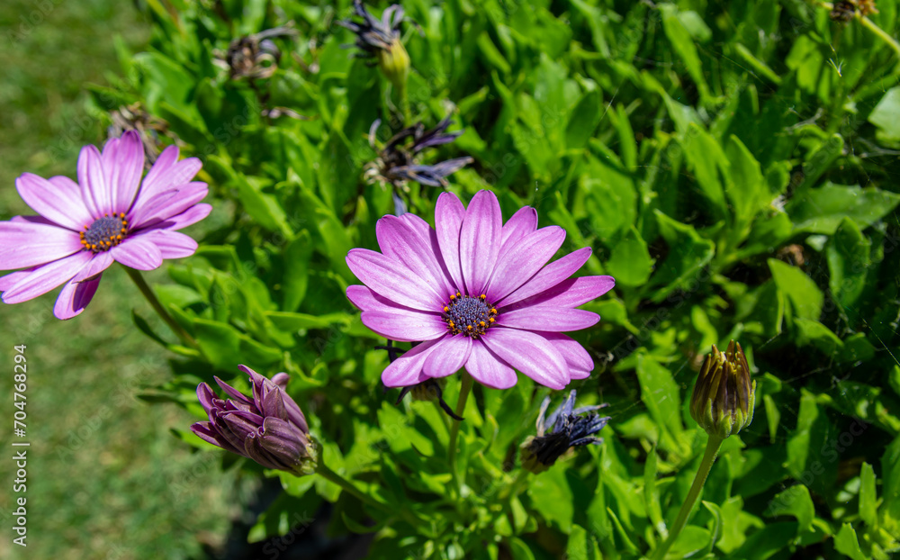 purple flowers in the garden purple flowers in the garden