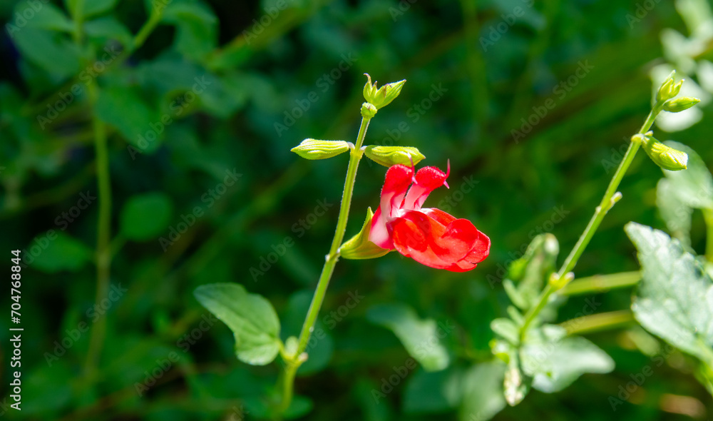 Fototapeta premium red poppy flower, green background