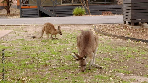 Wild Eastern Grey Kangaroo Australian Wildlife at Pambula Beach Camp Ground NSW Stable Handheld Shot photo