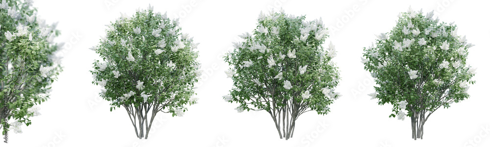Lilac flowering isolate transparent background.3d rendering PNG - obrazy, fototapety, plakaty 