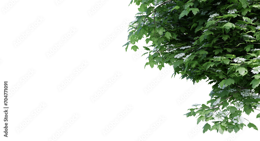 Viburnum opulus isolate transparent background.3d rendering PNG Viburnum opulus isolate transparent background.3d rendering PNG