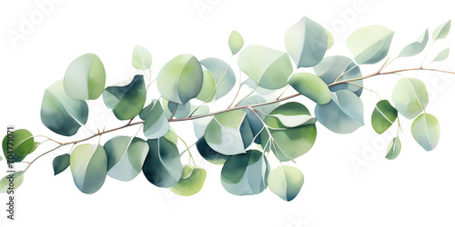 Watercolor silver dollar eucalyptus with round leaves and branches 