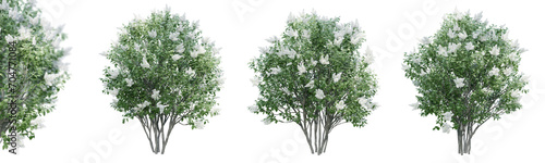 Lilac flowering isolate transparent background.3d rendering PNG photo