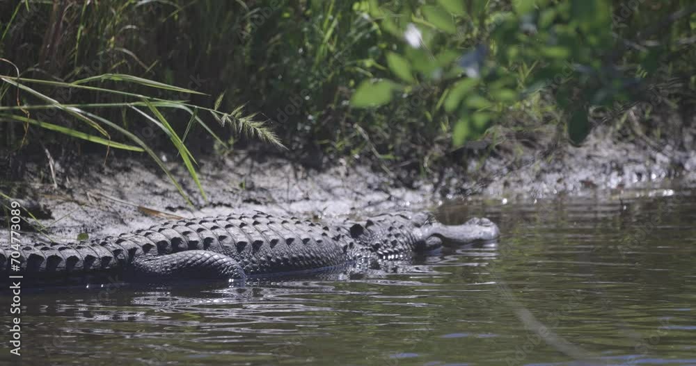 Alligator laying in shallow water with slight breeze Alligator laying in shallow water with slight breeze