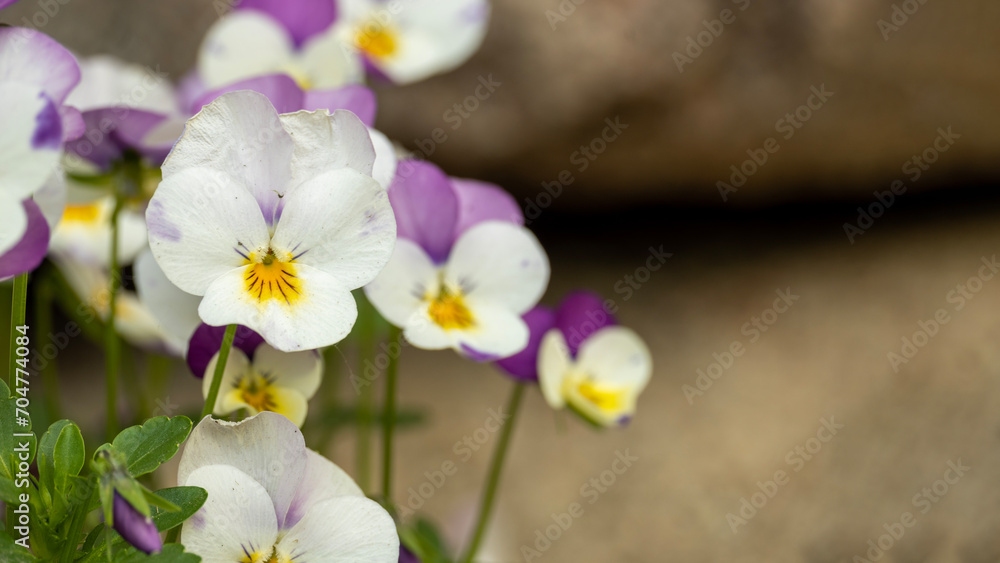 Vibrant array of purple and white pansy flowers Vibrant array of purple and white pansy flowers