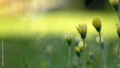 Yellow daisies against the blurred green background