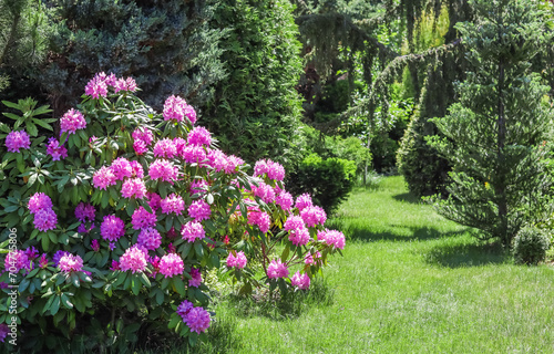 Blooming pink rhododendron bushes in the garden in spring. Gardening concept. Flower background