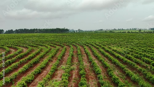 Drone aerial scenic view of cultivated yerba mate crops on farmland field agriculture sustainability environment Santa María Misiones Catamarca Argentina South America photo