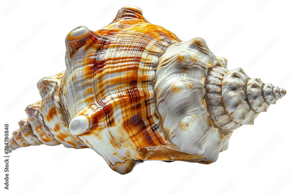 Obraz premium seashell isolated against a transparent background