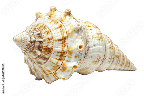 surface seashell is glossy