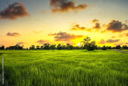 The rice fields are full  waiting to be harveste at countryside with sunset. Farm  Agriculture concept.