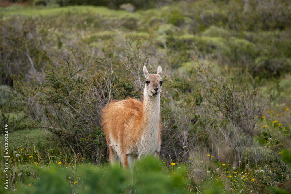Guanaco (Lama Guanicoe) - Torres Del Paine National Park, Chile