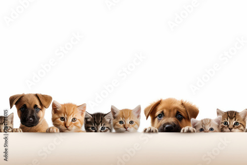 Dogs and cats peek over web banner  holding signs. AI Generative creates a cute pet portrait in a row.