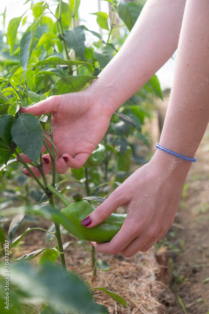 A woman's hand holding a green paprika in the greenhouse closeup A woman's hand holding a green paprika in the greenhouse closeup