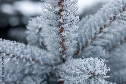 Needles on a branch of a blue spruce in frosty frost close-up. Winter day before Christmas