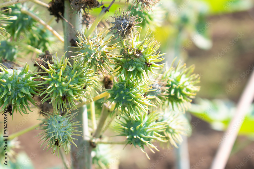 Ricinus communis, the castor bean or castor oil plant, Green seeds Castor oil plant, Herbs Ricinus communis, the castor bean or castor oil plant, Green seeds Castor oil plant, Herbs