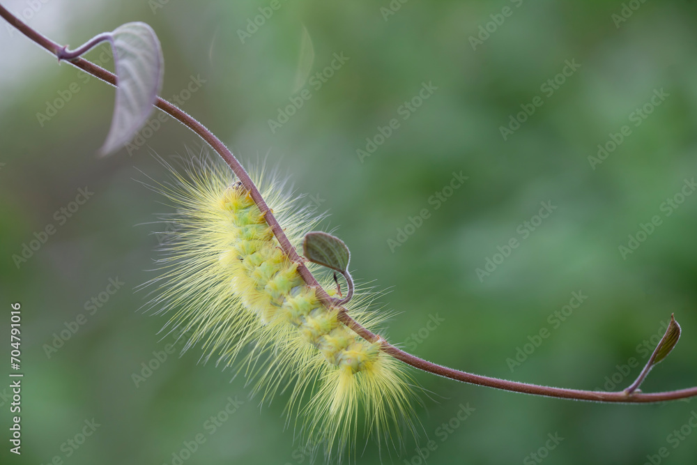 Fototapeta premium Caterpillar in Rainy Season