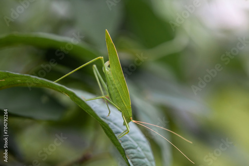 Grasshopper in Nature Place