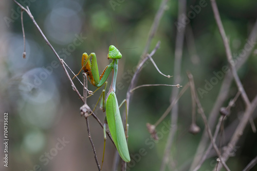 Mantis religiosa in branch