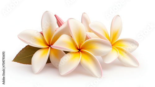 Frangipani flower isolated on white background, generative ai