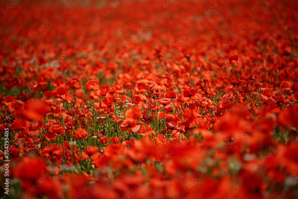 Field blossoming poppies. Poppy field. Field blossoming poppies. Poppy field.