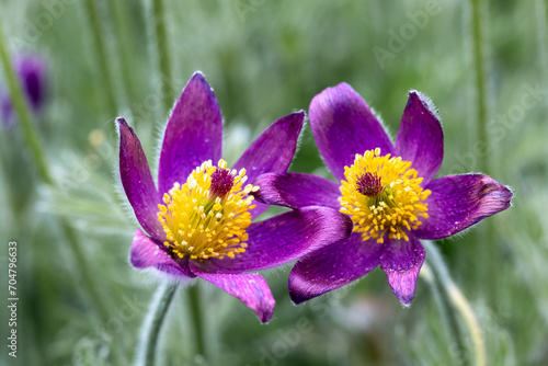 Close-up of a blue pasqueflower  Pulsatilla pratensis 