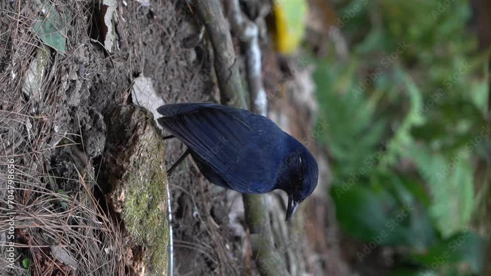a dark blue bird javan whistling thrush is scavenging the ground in search of food a dark blue bird javan whistling thrush is scavenging the ground in search of food