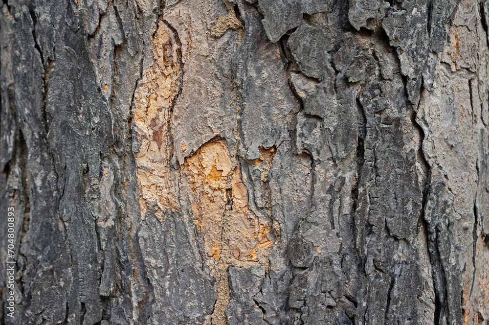 Close up bark Close up bark