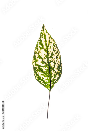 variegated foliages on the white background