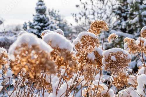 winter garden with snowy plants