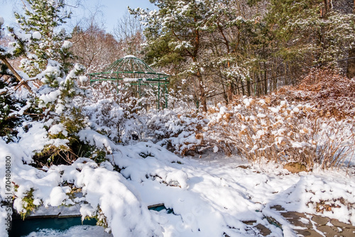 winter garden with snowy plants
