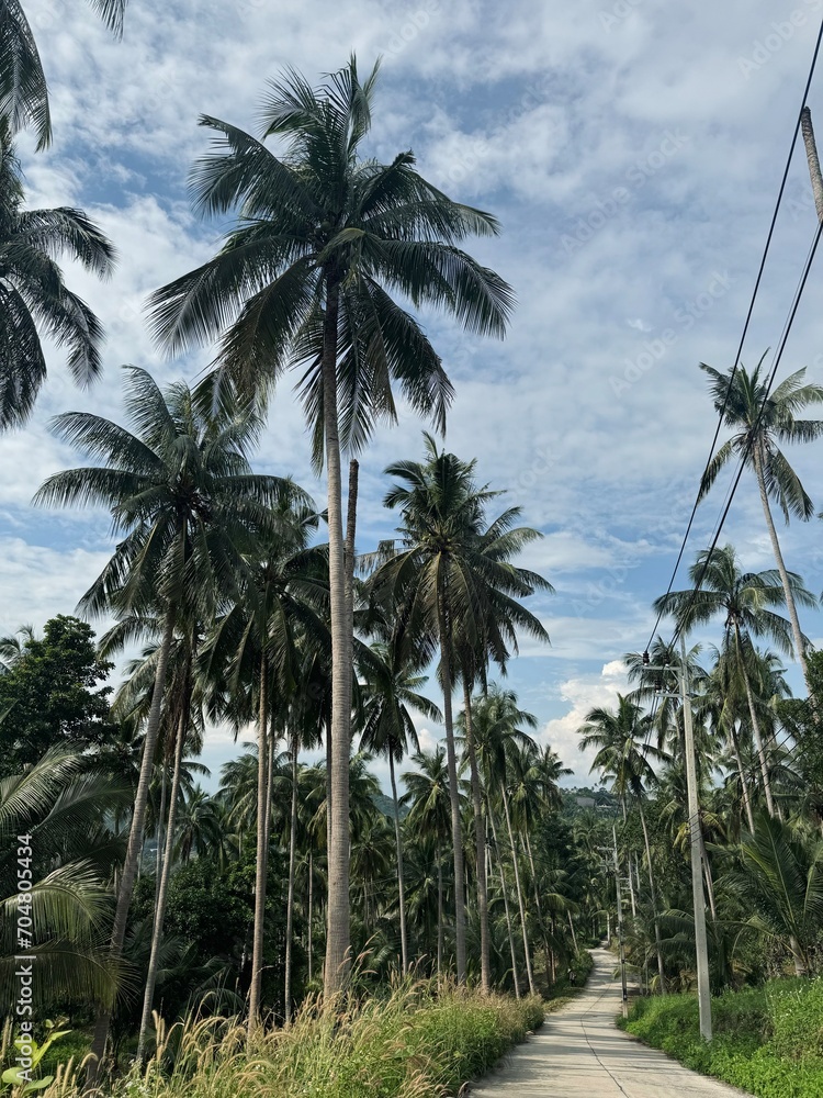 Obraz premium Coconut tree with blue sky at Samui Island, Thailand 