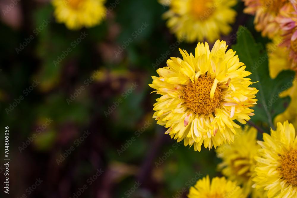 Chrysanthemum flower Chrysanthemum flower
