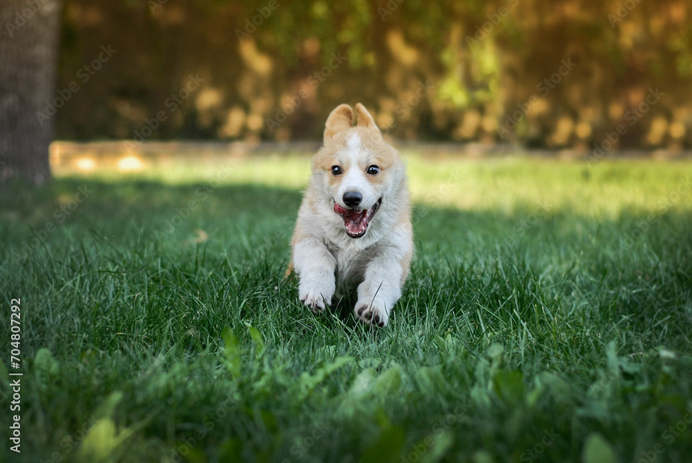 corgi puppy frolicking on a walk corgi puppy frolicking on a walk