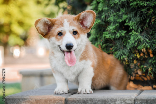 corgi puppy frolicking on a walk